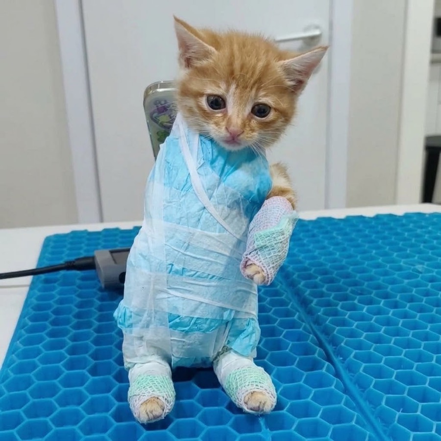 Gipscat, an orange kitten in a full body cast
